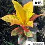 Codeium A15 Compact