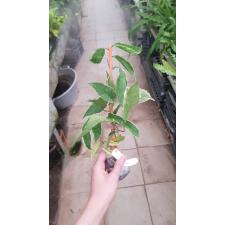 Hoya kenejiana (white margin) 'Thong's Treasure'(#283) 185/1 2500р