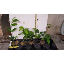 Hoya campanulata 'Yellow A9