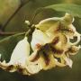 Rothmannia wittii