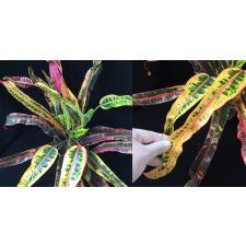 Codiaeum India Daeng (F1)