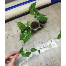 monstera siltepecana 650p