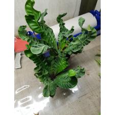 Asplenium Cobra М 1400p