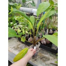 Tacca chantrieri 