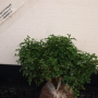 Murraya micro