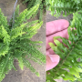 Nephrolepis exaltata 'Spiral leaf' (flat leaf).