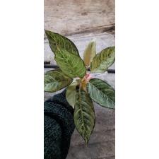 Aglaonema Brilliantly 4