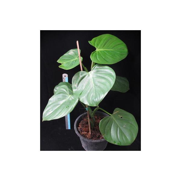 Philodendron sp.(T05) Heart leaf (microstictum)