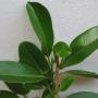Ficus sp.(T27)