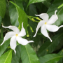 Tabernaemontana divaricata 'Splash' (green leaf).