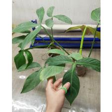 philodendron tripartitum sp стакан 900p