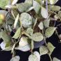 Hoya lacunosa 'Eskimo' (Super Silver)(924