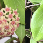Hoya camphorifolia (pink corona)(#879).