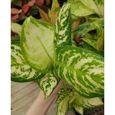 Aglaonema Pattinum green A-60