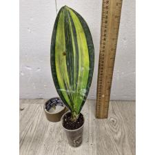 Sansevieria masoniana variegata (T05)(USA clone) с дефектом