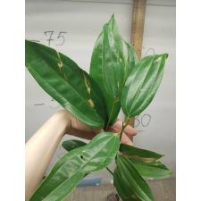 Cinnamomum bejolghota 26A