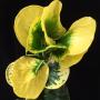 Codiaeum Nara Thiwat