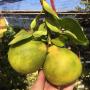 Citrus maxima 'Intharachit' (grafted).
