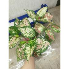 Aglaonema Tri colors A-110