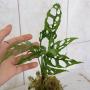 monstera obliqua peru