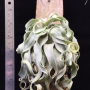Tillandsia streptophylla Compact Mexico (S).