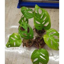 monstera adansonii pot s
