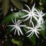 Jasminum nitidum (not variegated)