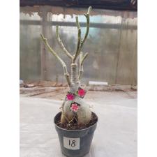 Adenium sp. 18