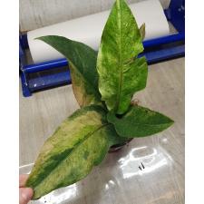 Anthurium variegated sp 08