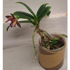 Фаленопсис Радостная сказка / Phal. Joy Fairy Tale