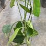 Hoya lauterbachii               139