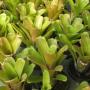 Neoregelia Chiquita Linda (2 " pot) (Bromeliad) 206