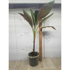 Musa variegated (Банан) 