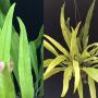 Microsorum punctatum
