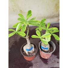 Adenium sp 8618