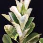 Manilkara kauki (white variegated).