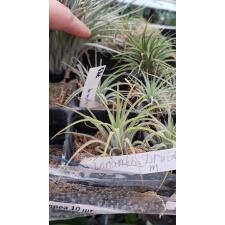 tillandsia ionantha druid