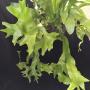Polypodium polycarpon cv. Grandiceps (Giant form).
