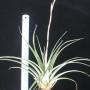 T. utriculata x flexuosa (seedling) (Thai hybrid) (L) 75