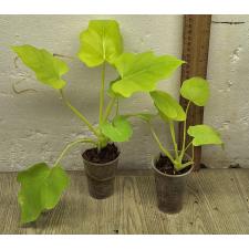 Филодендрон золотой сатин / philodendron golden satin (S)