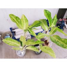 Aglaonema N1 Sun drop