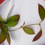 Hoya nicholsoniae No.2 (red leaf)(#173)