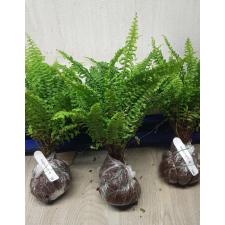 Nephrolepis exaltata 'Spiral leaf' (flat leaf) 138/1
