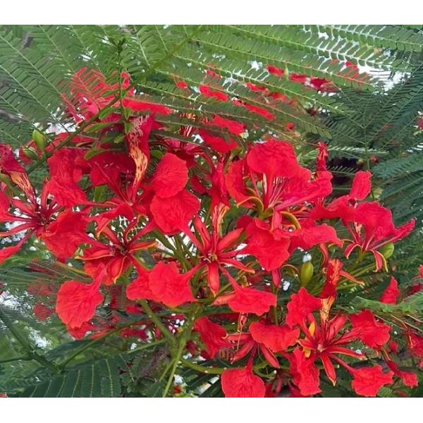 Делоникс королевский 5 семян / Delonix regia