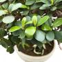 Ficus formosa