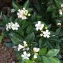 Murraya paniculata 'Min-a-Min' (big leaf)(B)