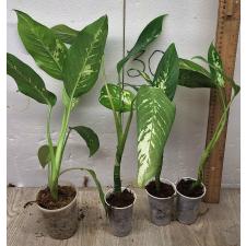 Диффенбахия сегуин Аврора / Dieffenbachia seguine Aurora