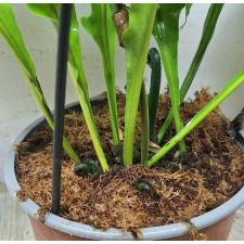 Microsorum sp. Africa pot