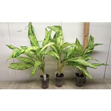 Dieffenbachia sp star bright