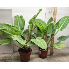 Филодендрон Империал Зеленый / Philodendron imperial Green (М)